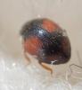 Scymnus interruptus
